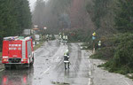 Bäume auf der B145